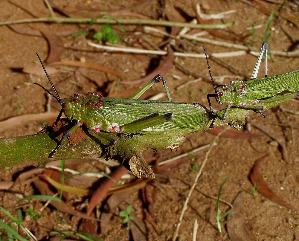 Phymateus