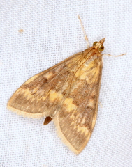 Ostrinia