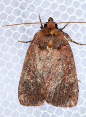 Eriopygini
