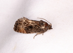 Gymnandrosoma punctidiscanum