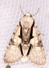 Acronicta funeralis