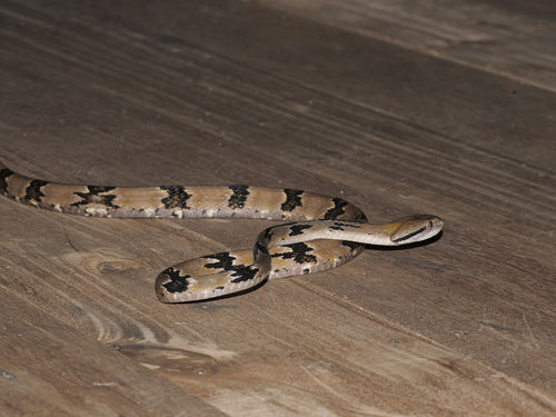 Dog-toothed Cat Snake, Boiga cynodon