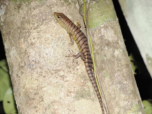 Gray Dasia, Dasia grisea