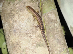 Big Tree Skink