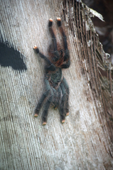 Avicularia avicularia