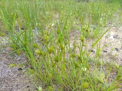 Carex bohemica