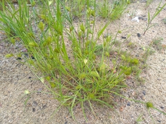 Carex bohemica