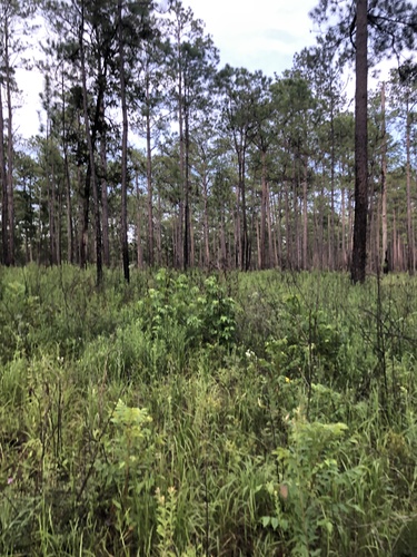 Image of Eupatorium album by (c) Will McFarland, some rights reserved (CC BY)