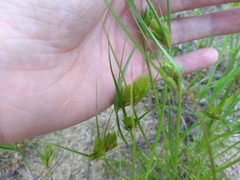 Carex bohemica