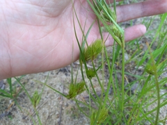 Carex bohemica
