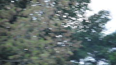 Plecturocebus moloch