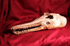 Atractosteus spatula