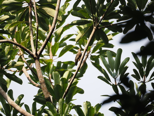 Buff-rumped Woodpecker (Meiglyptes grammithorax), photo 5