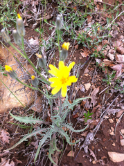 Crepis intermedia