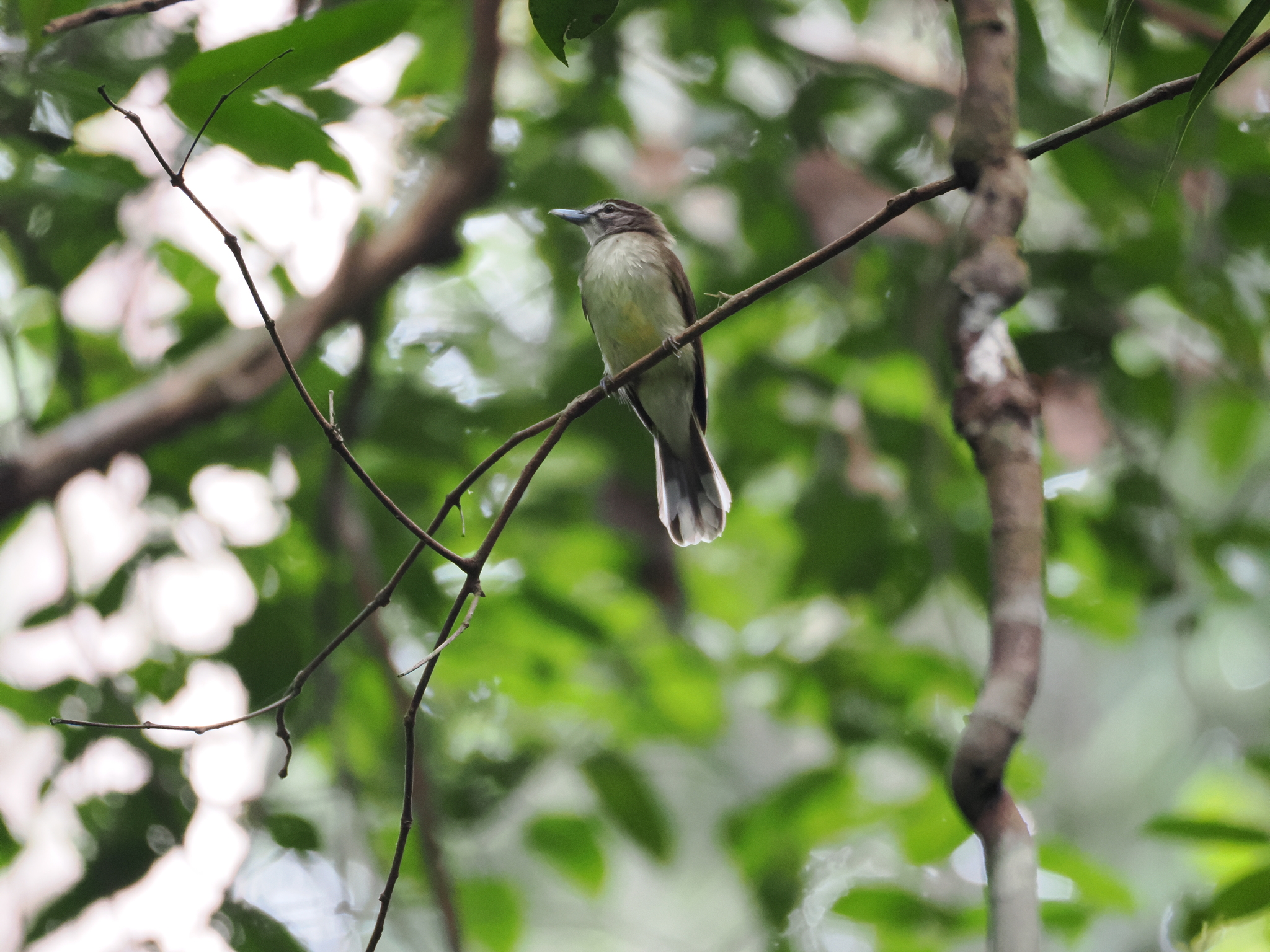 Hook-billed Bulbul (Setornis criniger), photo 10