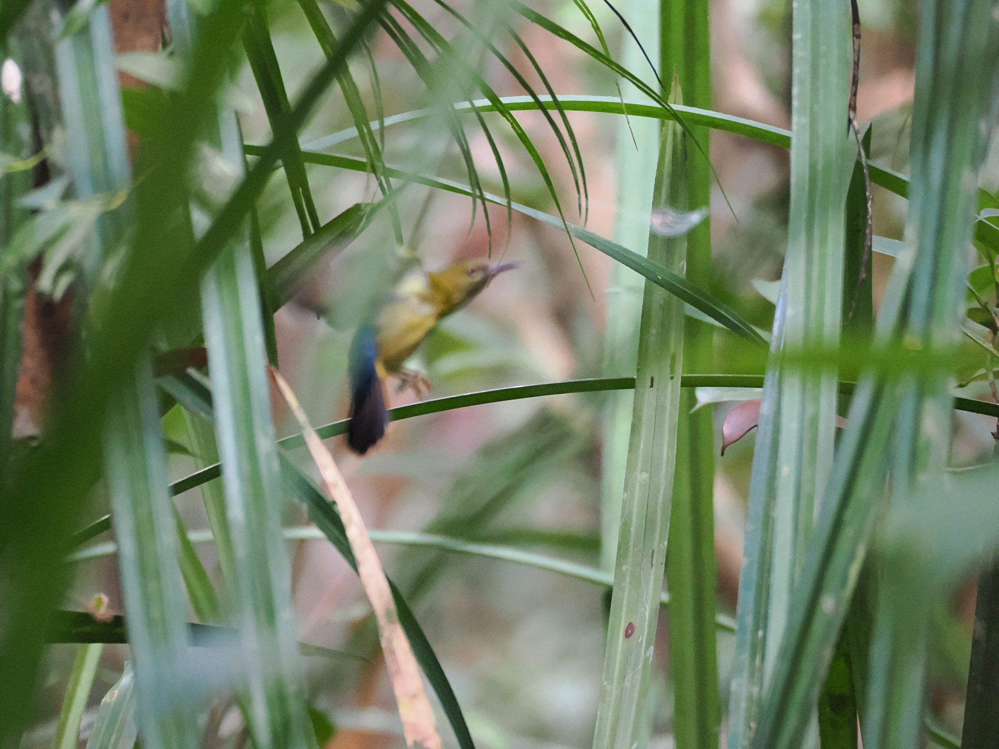Purple-naped Spiderhunter