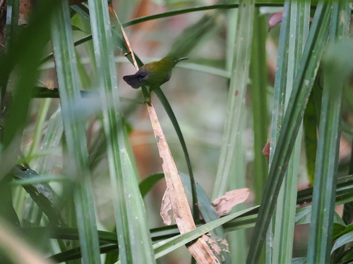 Purple-naped Spiderhunter (Kurochkinegramma hypogrammicum), photo 5