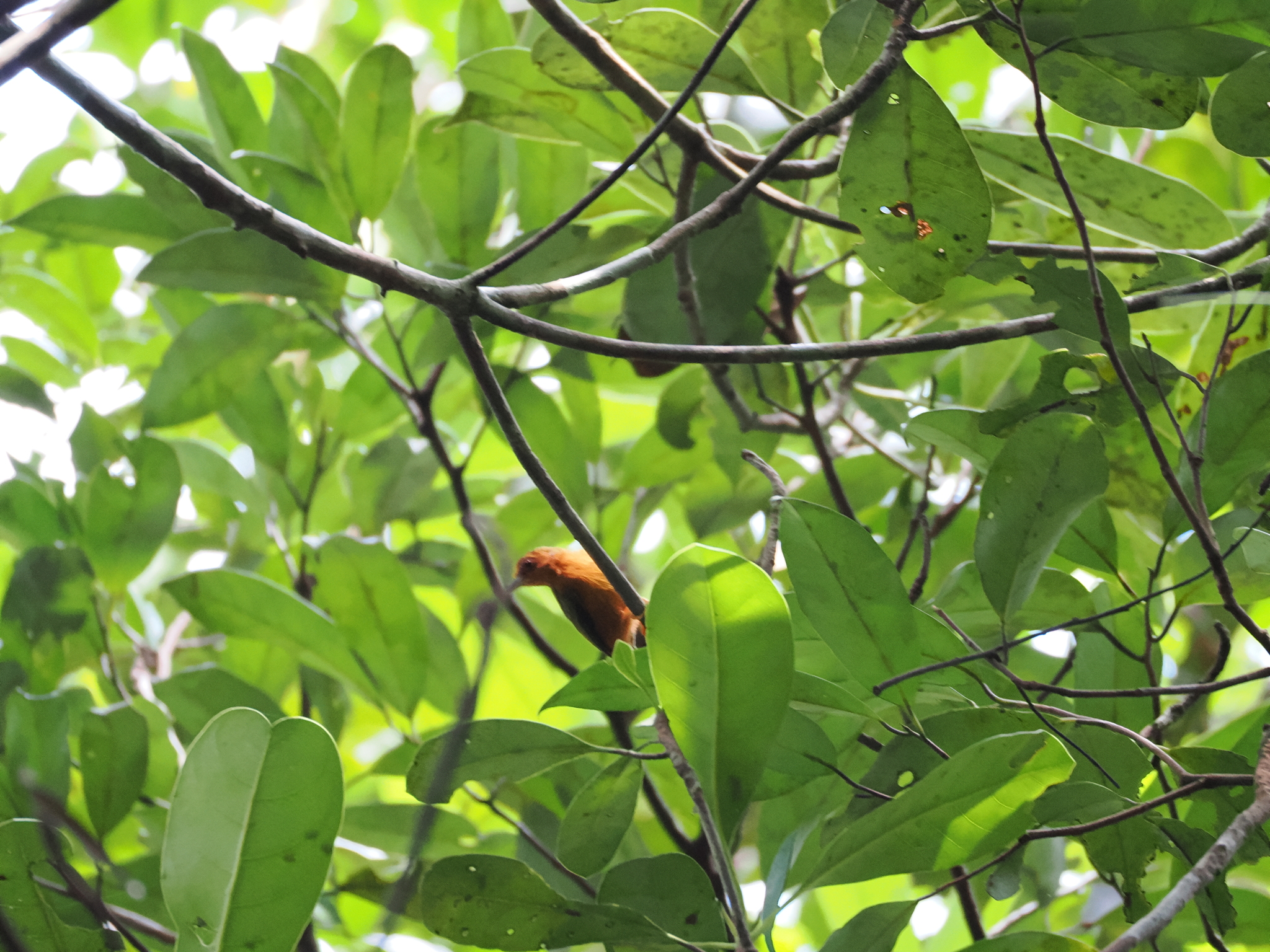 Rufous Piculet (Sasia abnormis), photo 8