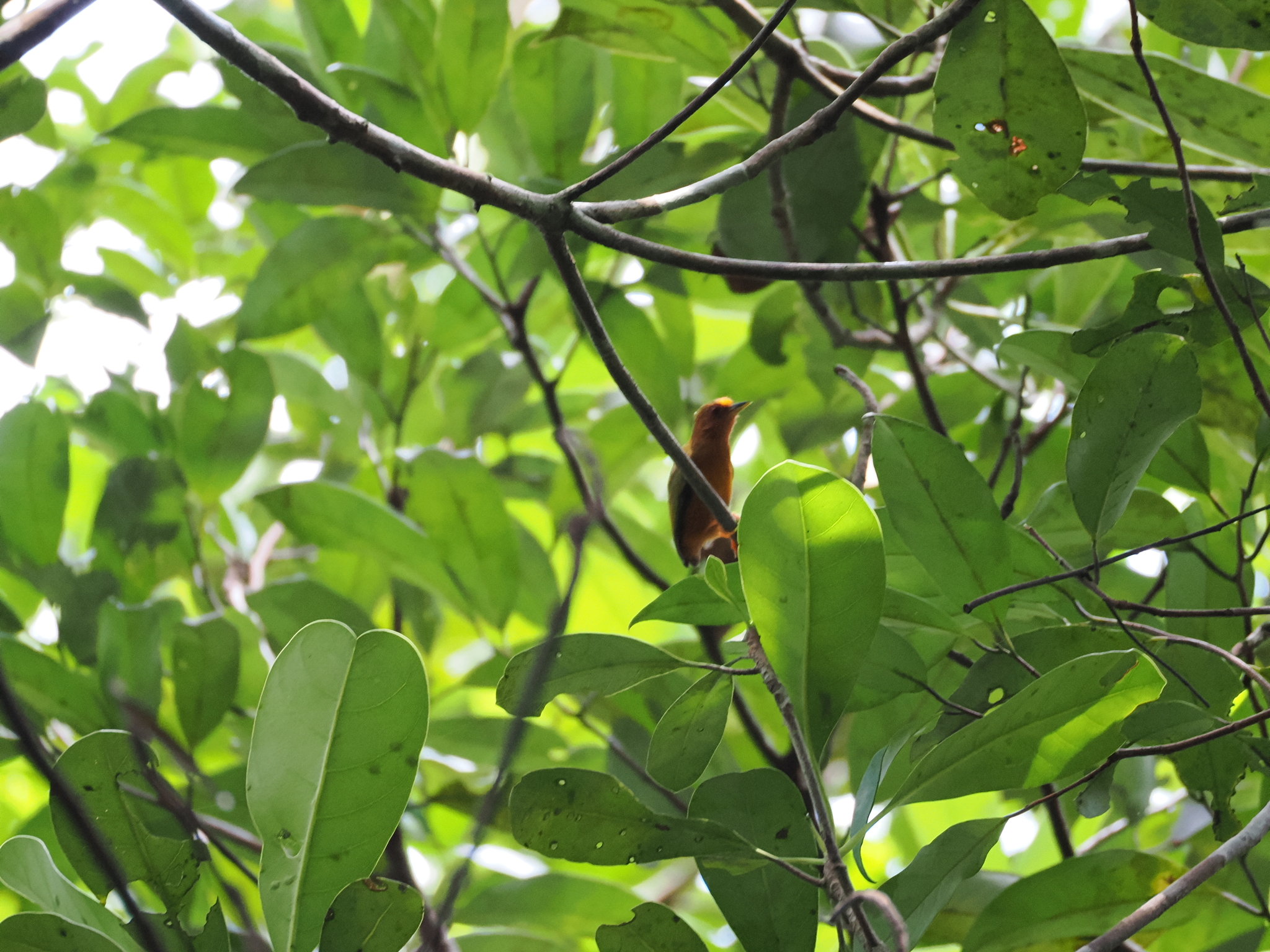 Rufous Piculet (Sasia abnormis), photo 9