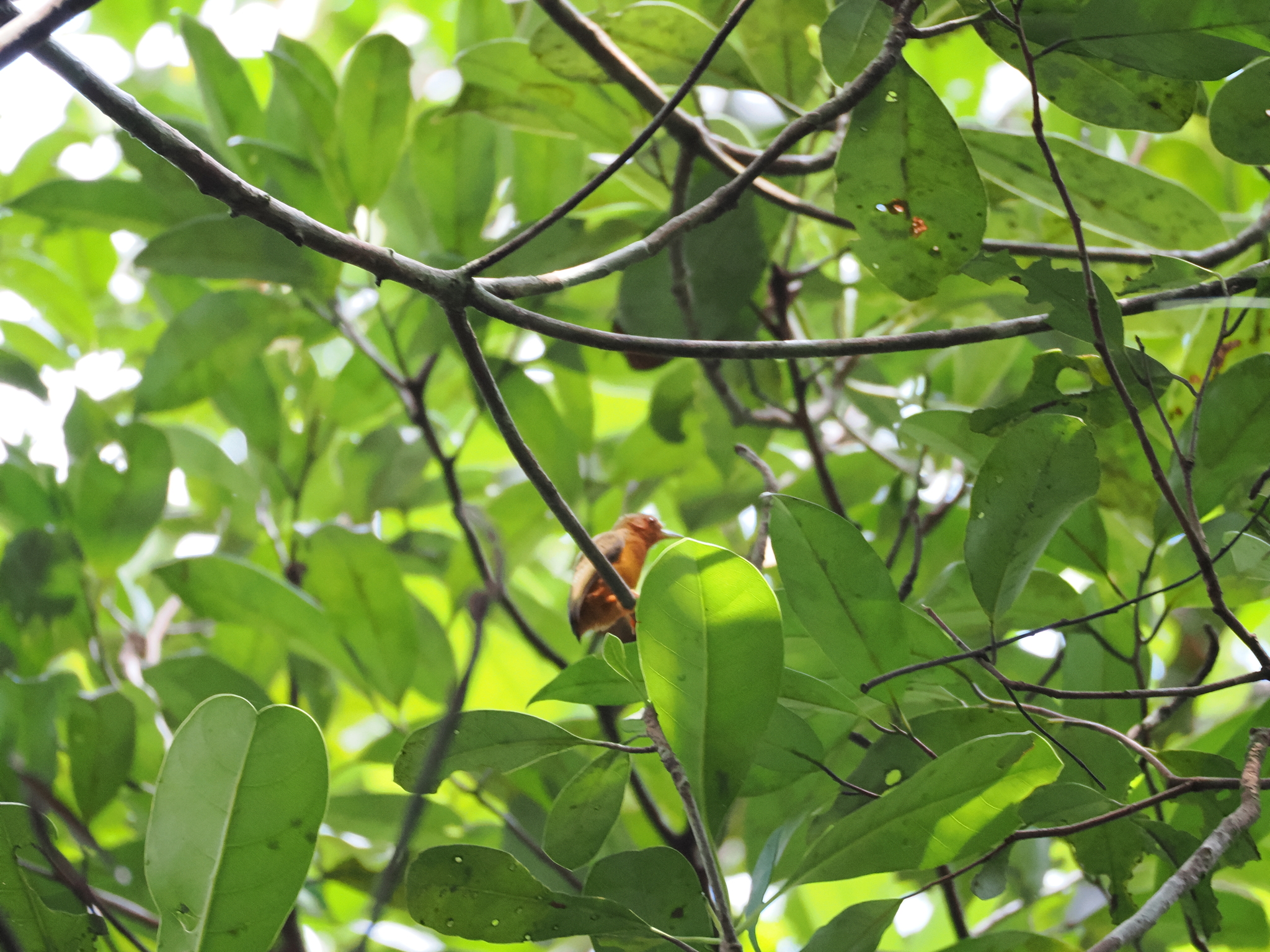 Rufous Piculet (Sasia abnormis), photo 10
