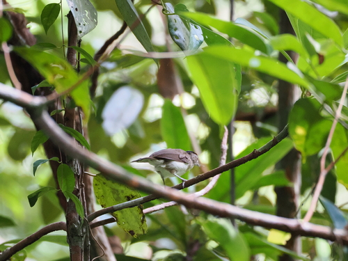 Sooty-capped Babbler (Malacopteron affine), photo 10