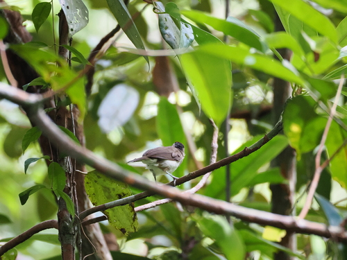 Sooty-capped Babbler (Malacopteron affine), photo 8