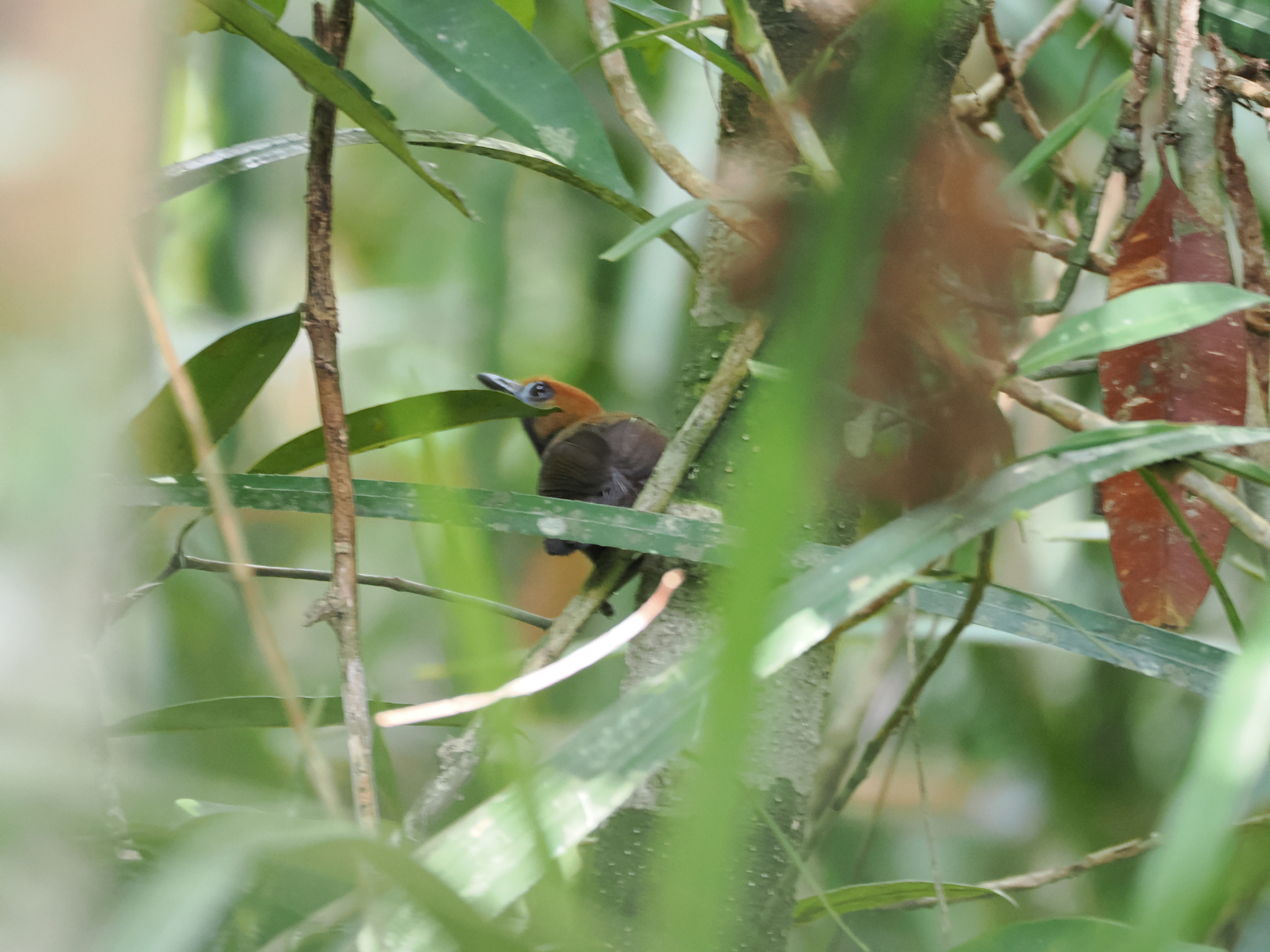 Fluffy-backed Tit-Babbler (Macronus ptilosus), photo 7
