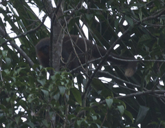 Plecturocebus moloch