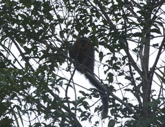 Plecturocebus moloch