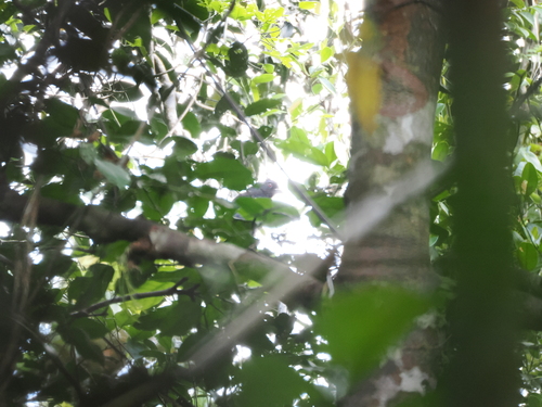 Bornean Black Magpie (Platysmurus aterrimus), photo 5