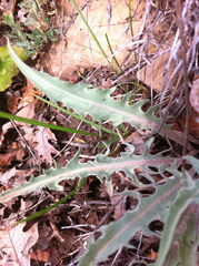 Crepis intermedia