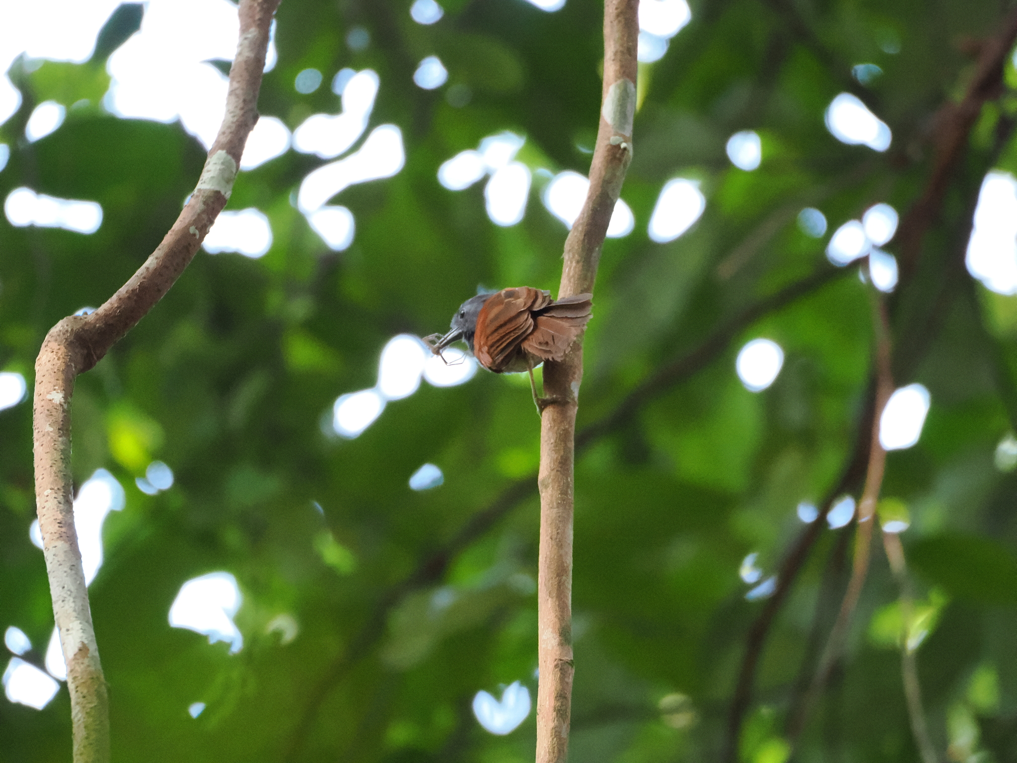 Chestnut-winged Babbler