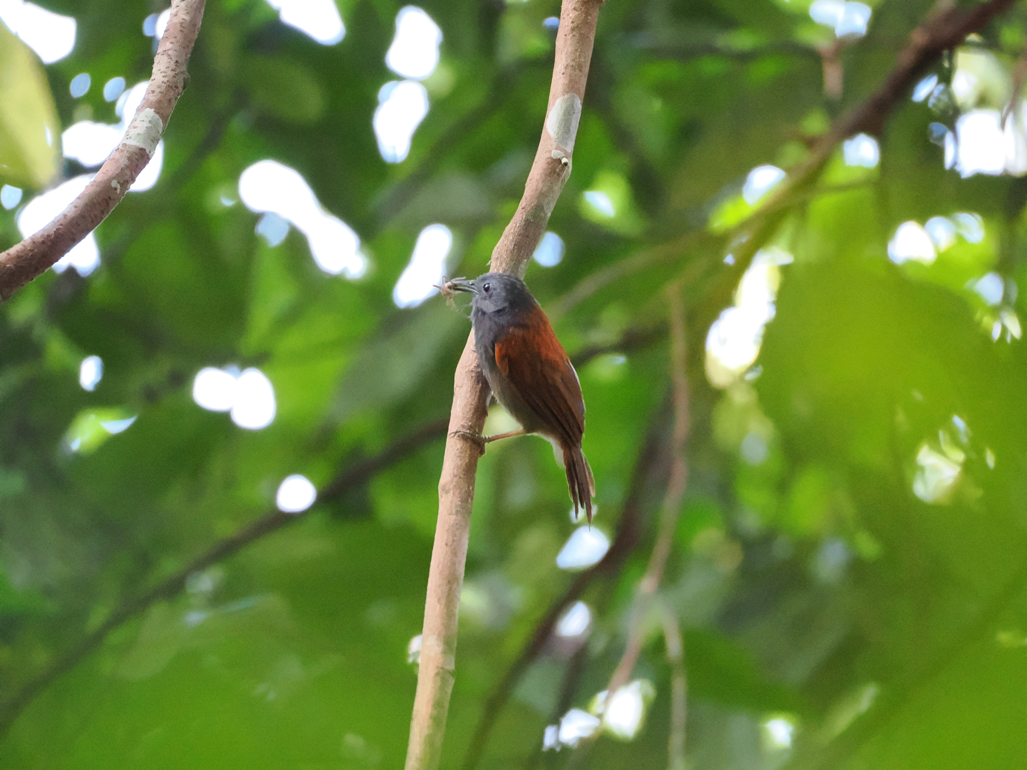 Chestnut-winged Babbler