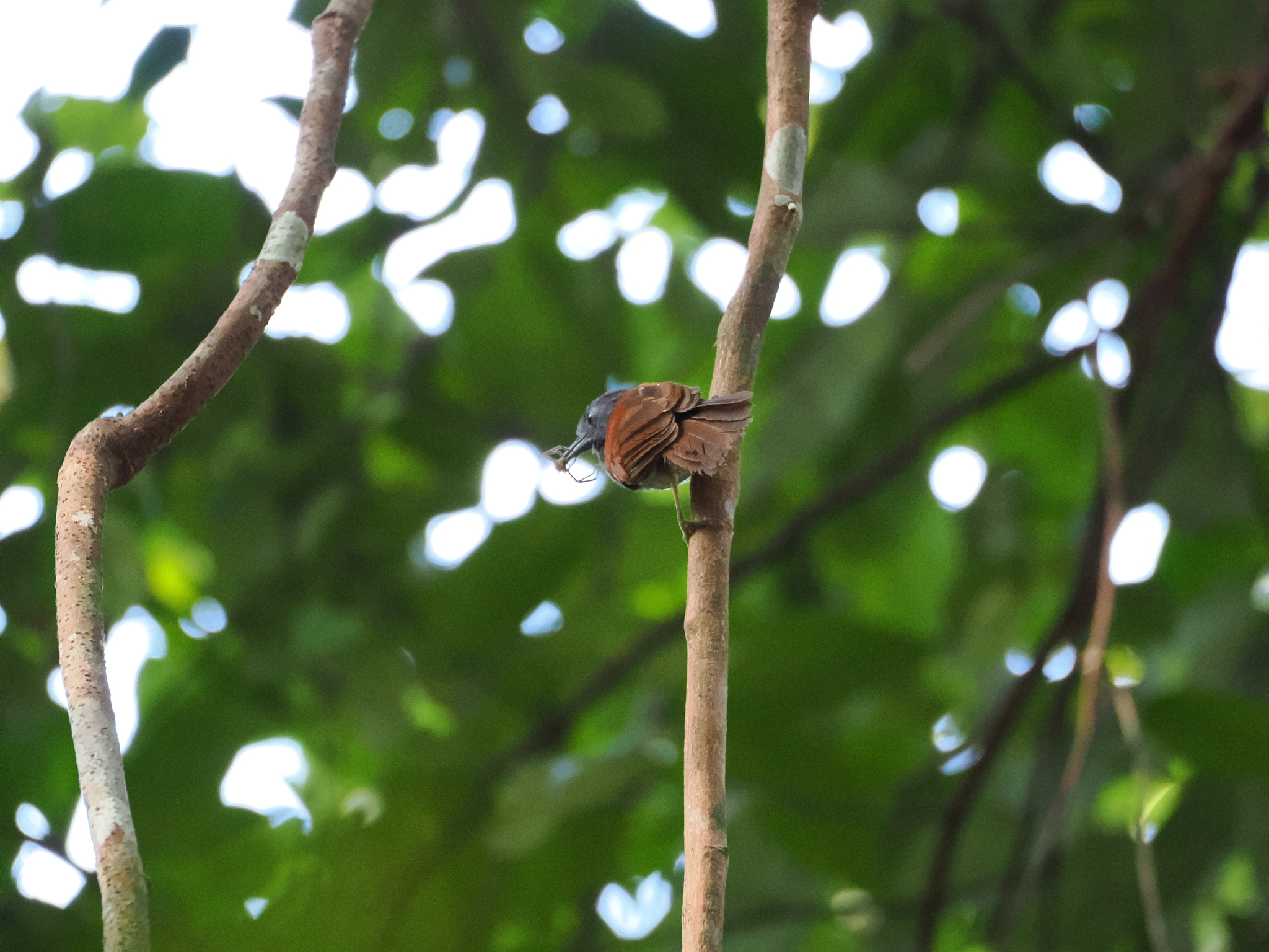 Chestnut-winged Babbler