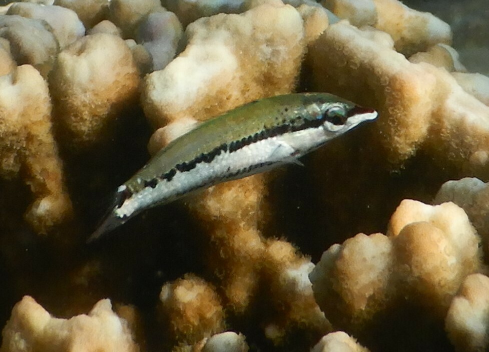 Bird wrasse