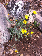 Crepis intermedia