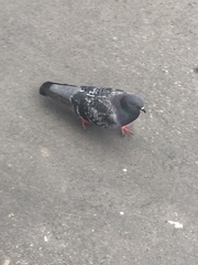 Columba livia domestica