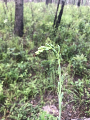 Image of Manfreda virginica by (c) Will McFarland, some rights reserved (CC BY)