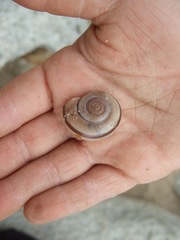 Sonorelix borregoensis