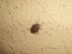 Holcogaster fibulata
