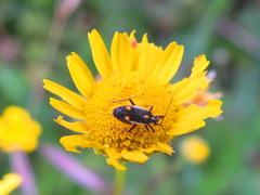 Capsodes vittiventris