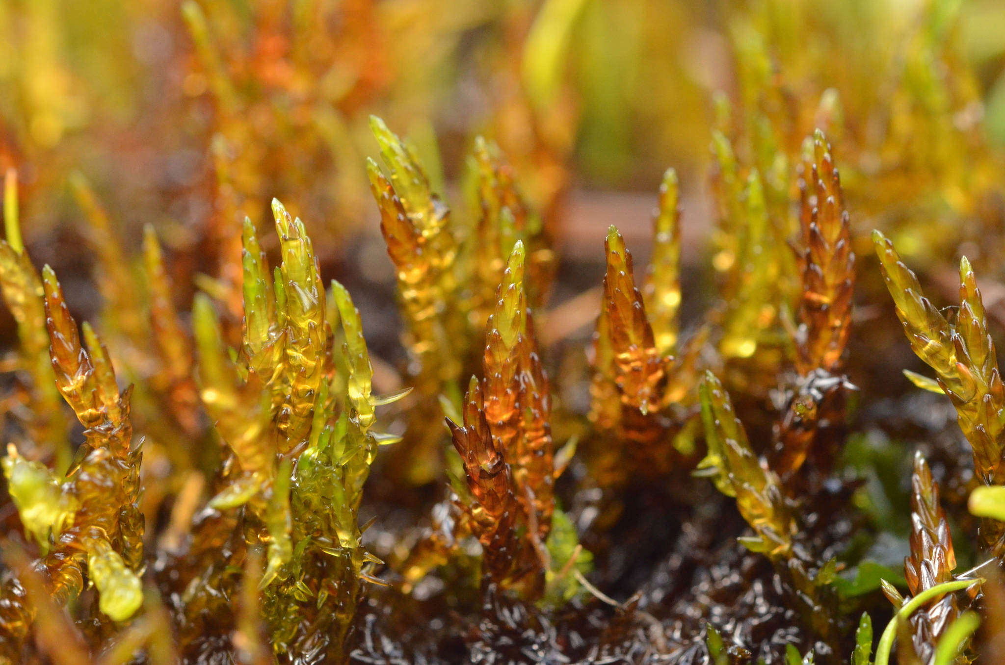 Sarmentypnum sarmentosum
