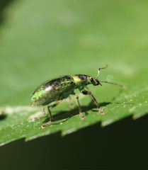 Phyllobius arborator