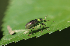 Phyllobius arborator