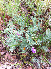 Lathyrus brachycalyx
