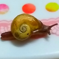 Helicarionidae
