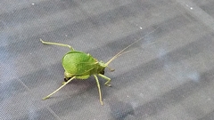 Paracyrtophyllus robustus