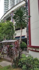 Dracaena cochinchinensis