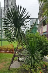 Dracaena cochinchinensis