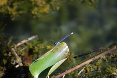 Acanthagrion